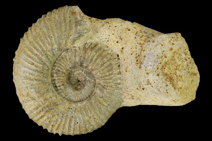 Bathonian Ammonite (Ebrayiceras) Fossil - France #152727
